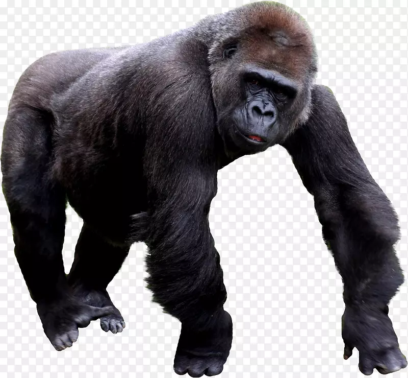 大猩猩黑猩猩-大猩猩PNG