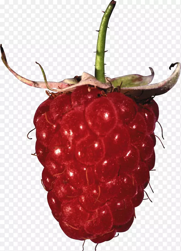 红莓果-覆盆子PNG图像