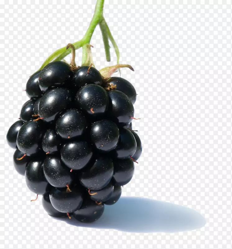 黑莓水果覆盆子剪贴画-黑莓水果PNG剪贴画