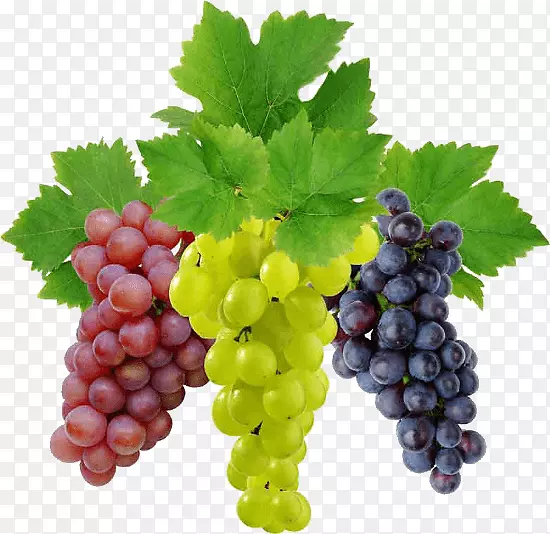 葡萄酒葡萄水果食品-葡萄图片下载图片