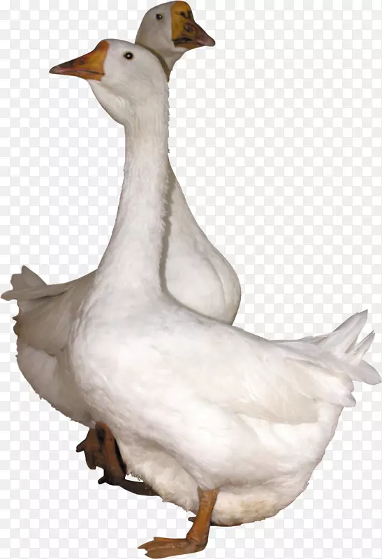 鹅鸭-鹅PNG图像