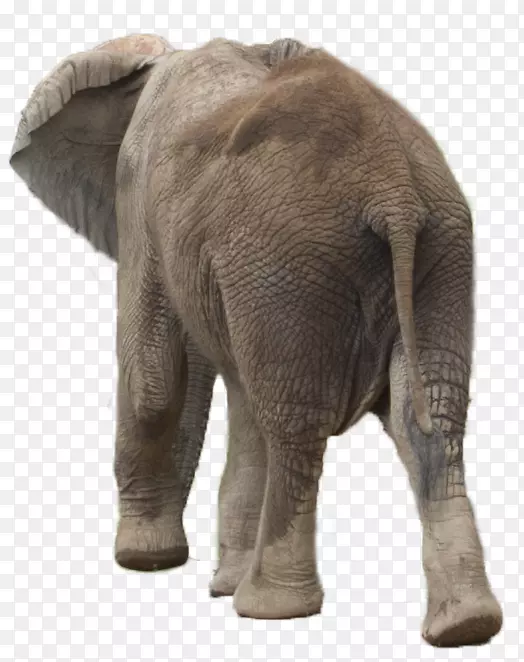 非洲象亚洲象-象巴布亚新几内亚