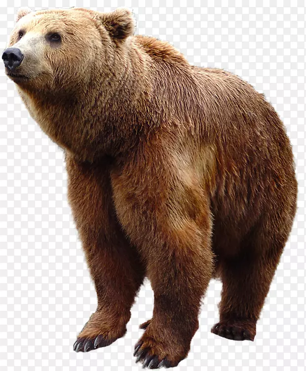 棕熊PNG