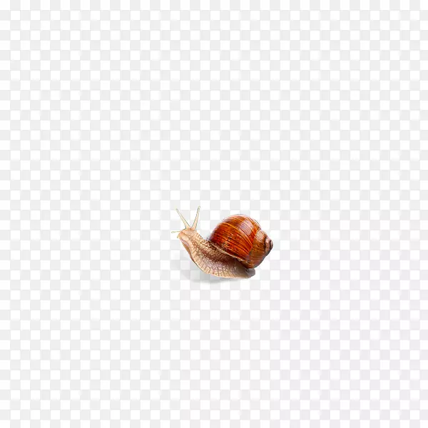 蜗牛地板-蜗牛