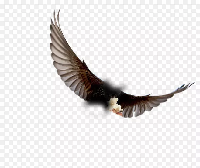 鸟，伦敦面包，吃食物-飞翔的鹰