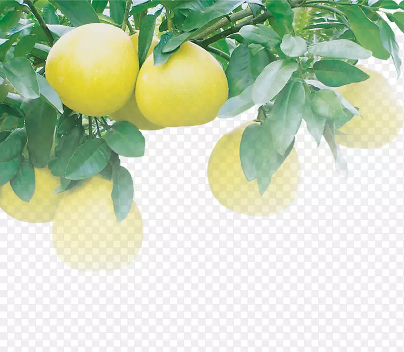 柠檬柚子汁，柚子，柠檬-柚子树，柚子，柑桔，柚子，红柚子