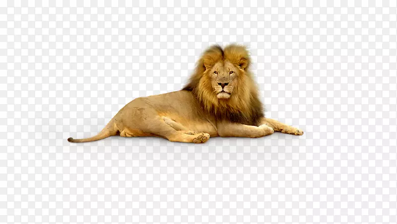 狮子虎壁纸-狮子