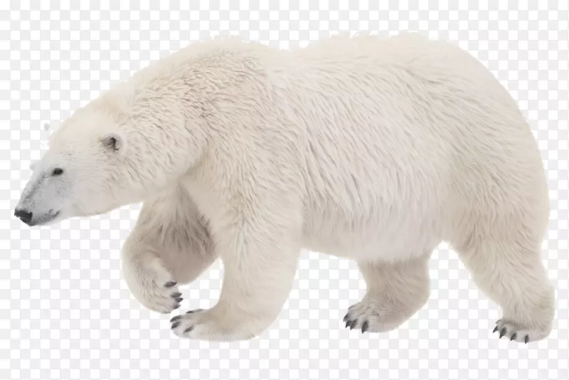 多伦多动物园的北极熊，首先要知道你想要什么，为什么目标不起作用，以及如何使它们成为棕熊-北极熊。