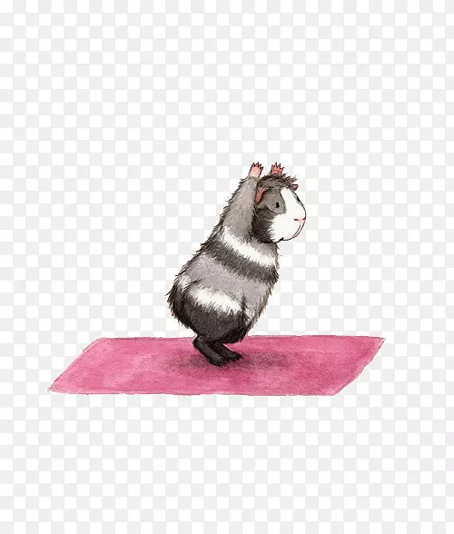 瑜伽垫身体锻炼体式瑜伽和瑜伽尼德拉-豚鼠做瑜伽