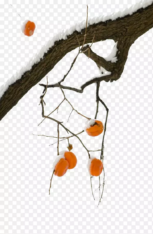 东芝大雪太阳术语阿拉米砧木摄影-雪柿树