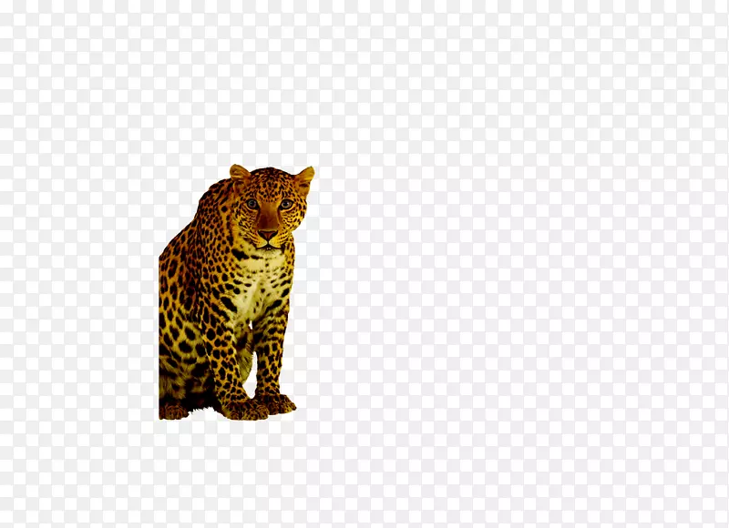 豹豹