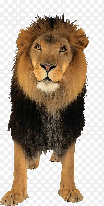 狮狮