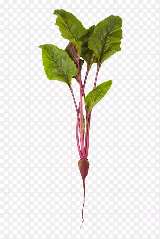 甜菜普通甜菜蔬菜砧木摄影有机食品紫色甜菜