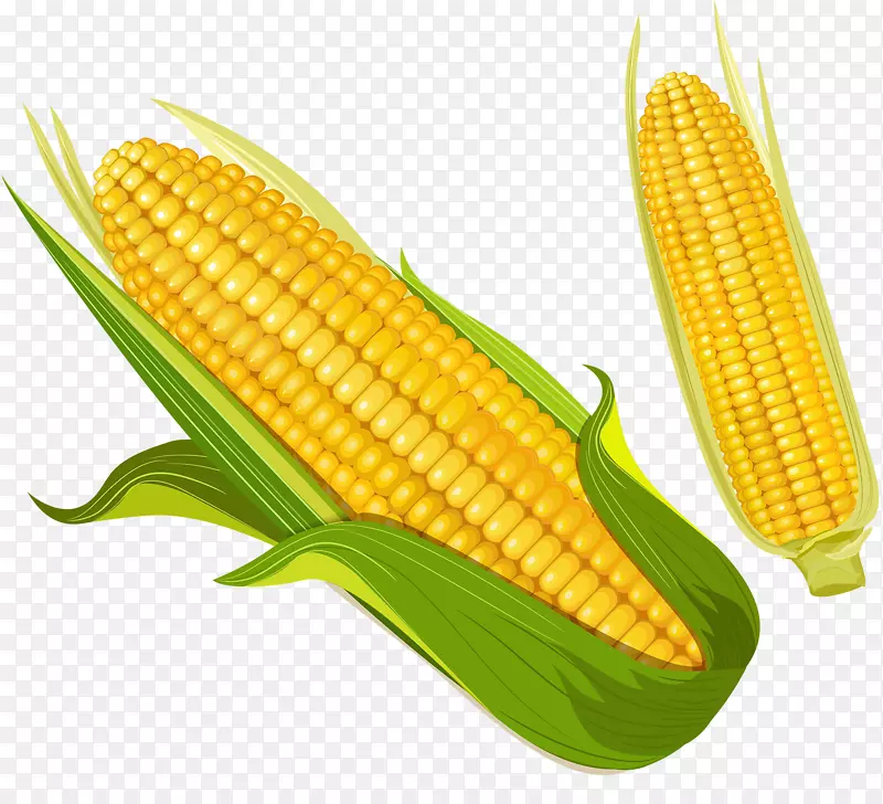 玉米在玉米芯上食用玉米仁-黄金玉米