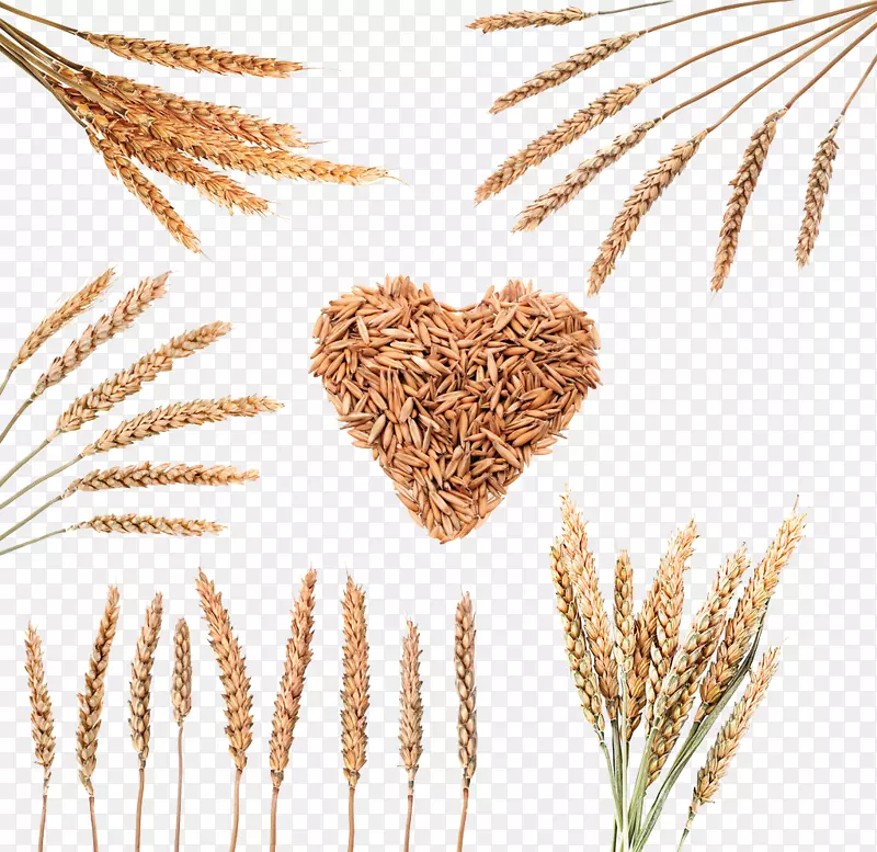 水稻下载谷类小麦-小麦谷物图像