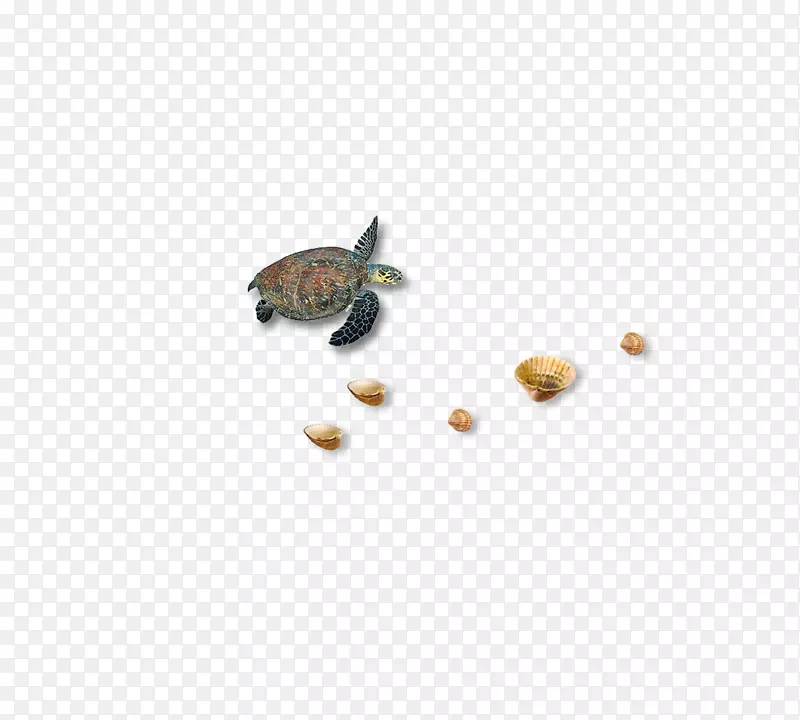 海龟图标-海龟海滩