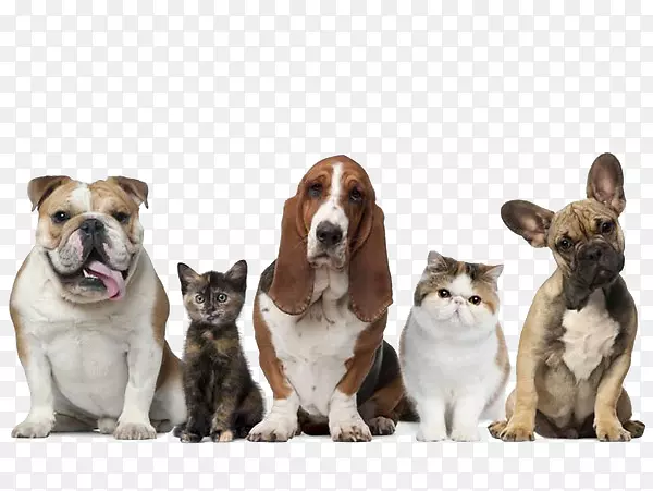 宠物看管狗宠物保险-小狗或小猫一排排地坐着