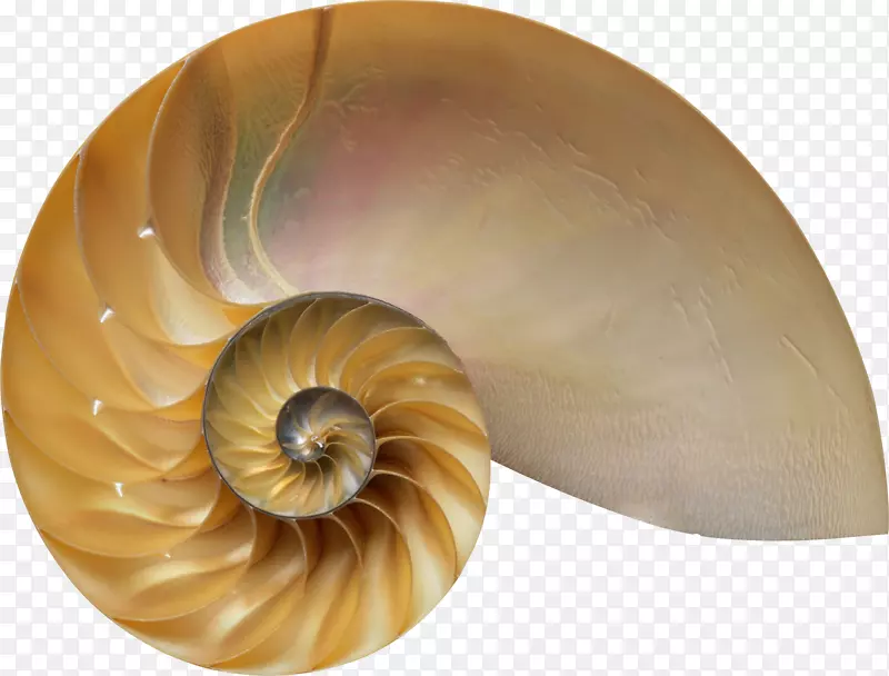神秘密码：支配艺术、自然和科学的神秘公式.Amazon.com神圣比例：艺术、自然和科学的Phi AbeBooks-海螺