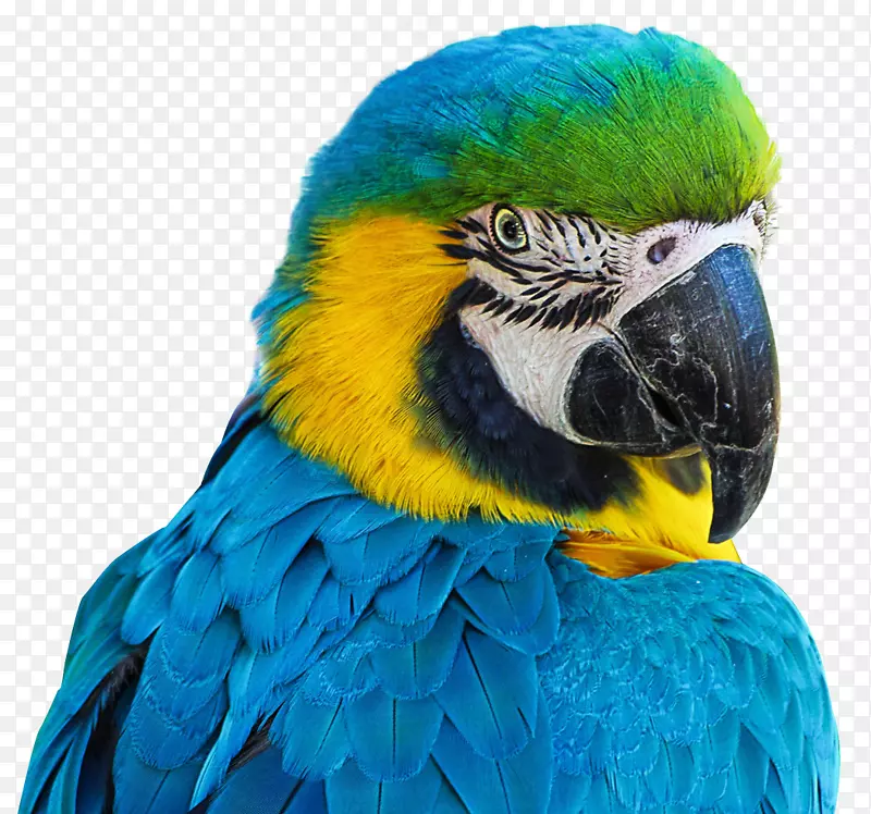 圣地亚哥鸟类鹦鹉-鹦鹉