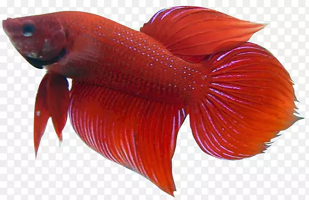 暹罗斗鱼剪贴画-贝塔巴布亚新几内亚图片