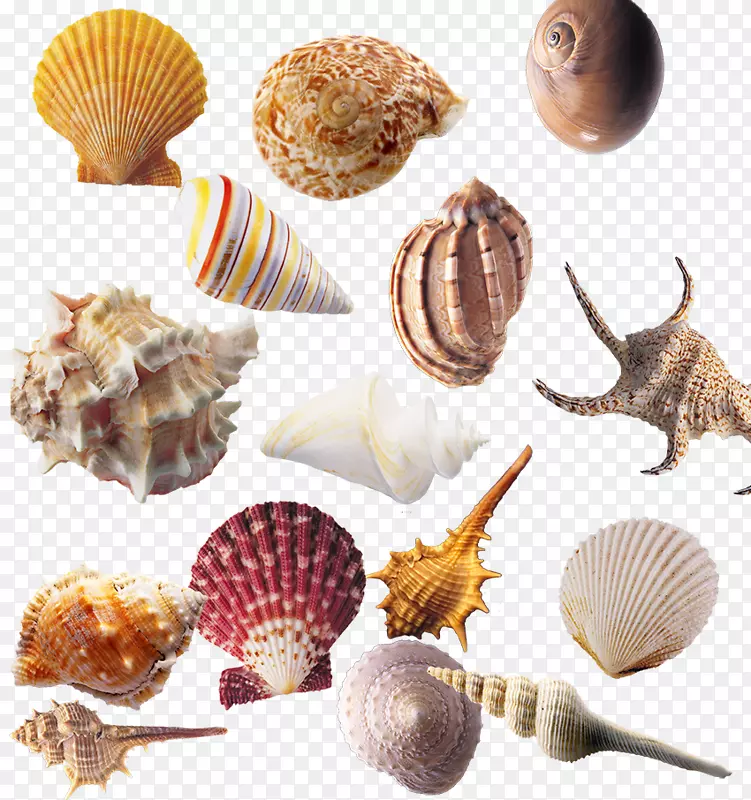海螺贝类下载-海螺