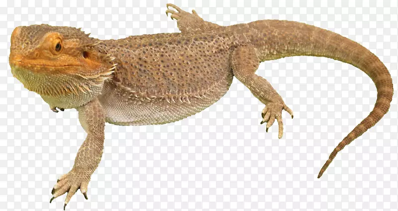 阿加马蜥蜴普通蜥蜴-胡须龙PNG照片
