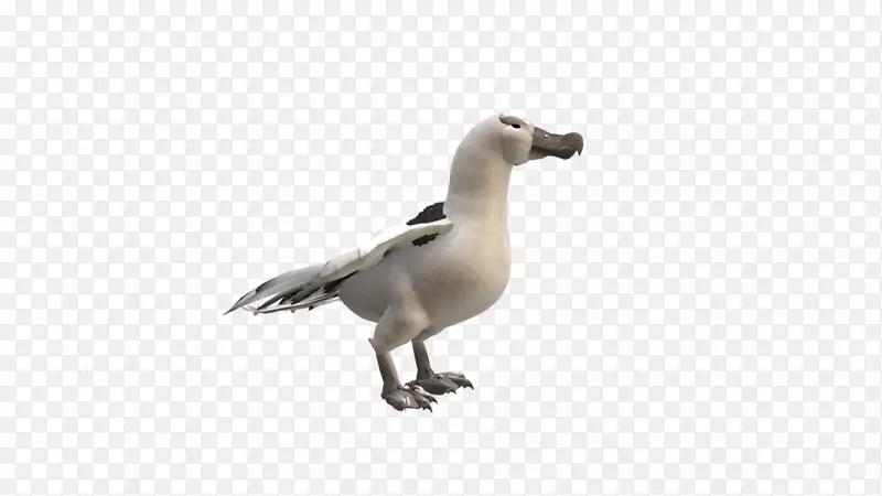 鸭嘴羽毛动物群-信天翁PNG HD