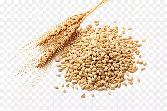 小麦胚芽油，面粉，谷物胚芽，小麦浆果-小麦
