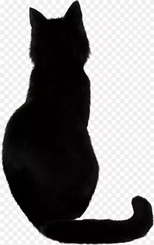 孟买猫黑猫-黑猫PNG照片