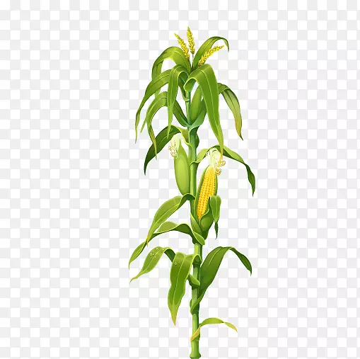 玉米上的植物画片艺术玉米秸秆图片玉米叶
