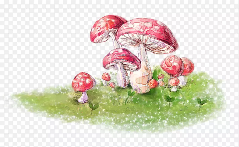 食用菌-蘑菇图片