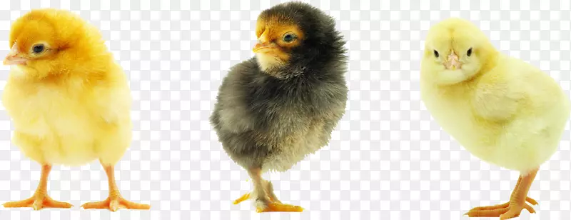 罗德岛红普利茅斯石鸡宝宝食物鸡肉-婴儿鸡透明背景