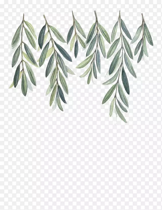橄榄枝水彩画-柳树