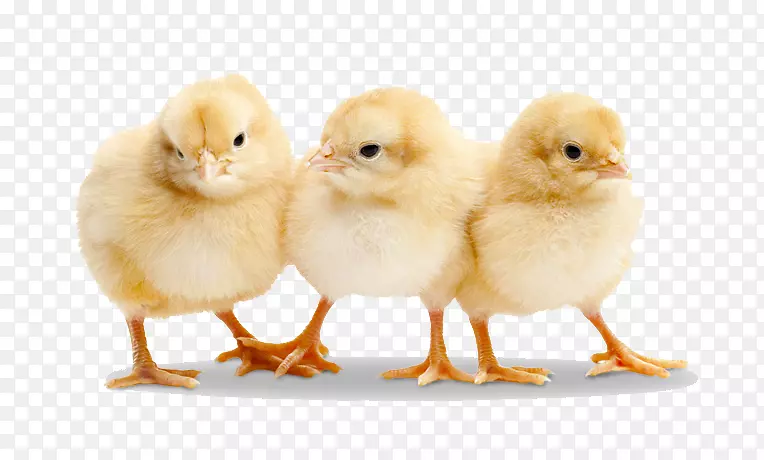 鸡鸭肉鸡肉制品摄影-婴儿鸡透明PNG