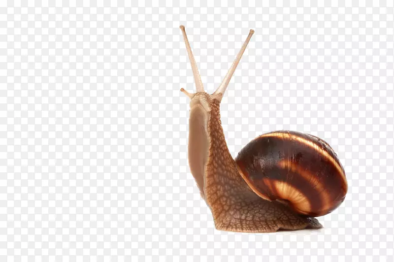 蜗牛鼻涕虫摄影.蜗牛