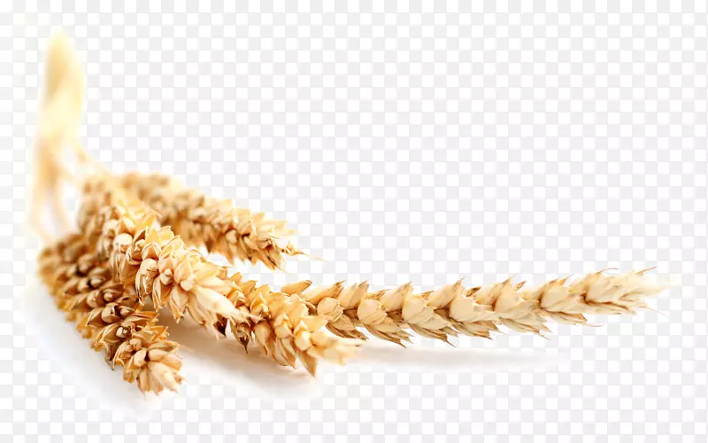 小麦、玉米、穗粒、谷类-小麦和小麦