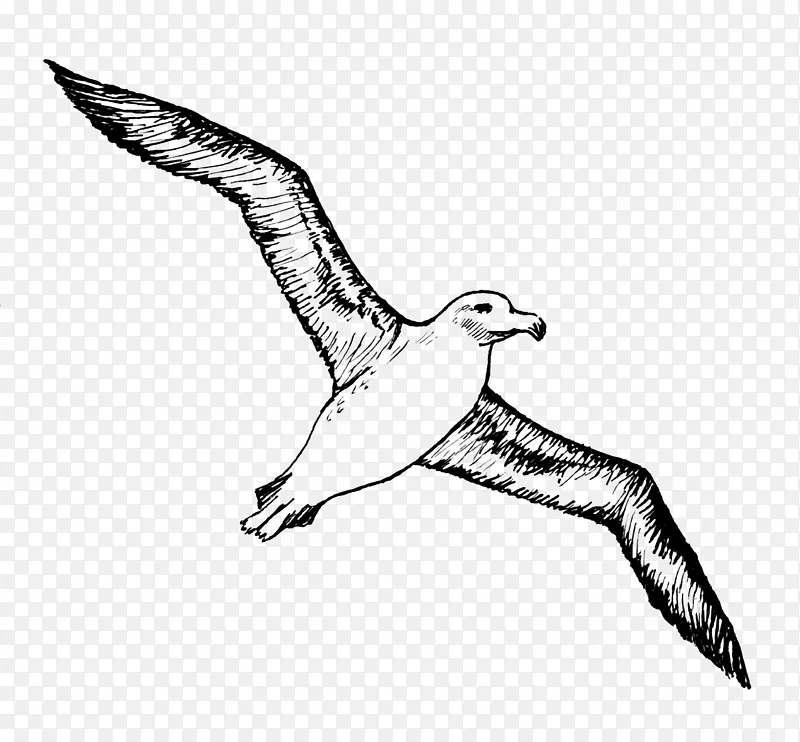 信天翁纹身鸥-信天翁PNG图像