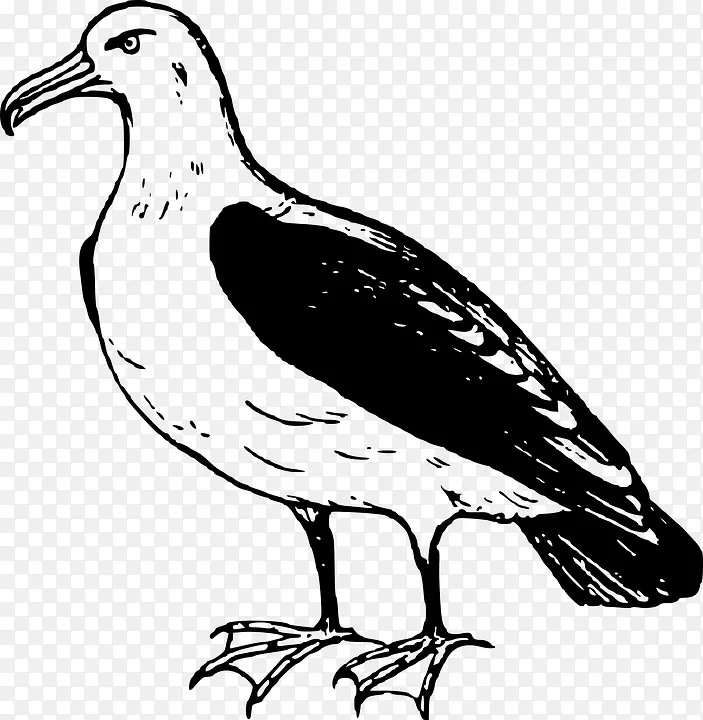 鸟类信天翁剪贴画-信天翁PNG透明图像