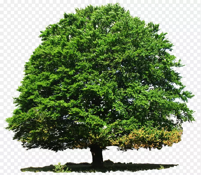 树