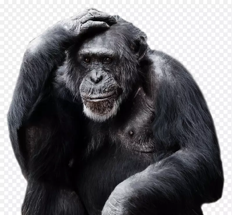 大猩猩猿灵长类-大猩猩PNG图