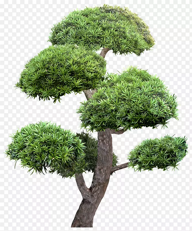 园林绿化-伞树