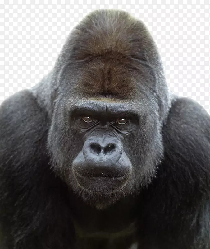 西部大猩猩山地猩猩猿黑猩猩灵长类-大猩猩PNG透明图像
