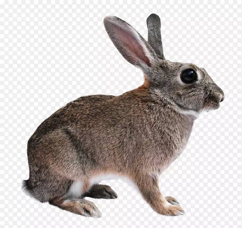 弗拉芒大兔子，家兔，无残忍野兔-兔子