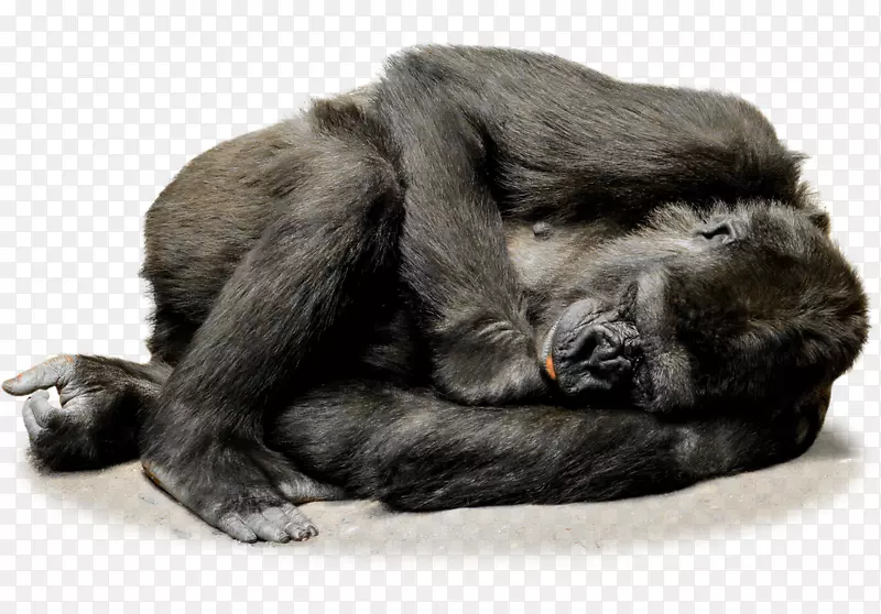 大猩猩猿灵长类黑猩猩猴子-大猩猩PNG档案