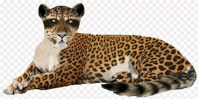 豹美洲豹猎豹狮子豹PNG形象