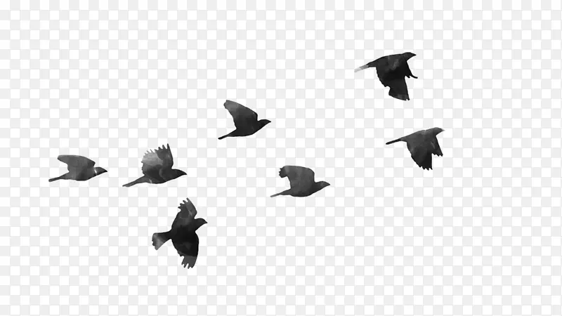 鸟类飞行剪辑艺术-鸟PNG透明图片