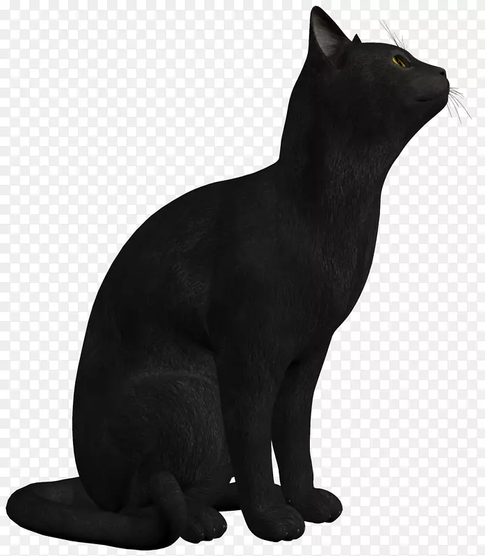 波斯猫黑猫小猫剪贴画-黑猫PNG照片