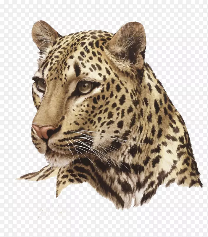 狮子科猎豹猫豹图片
