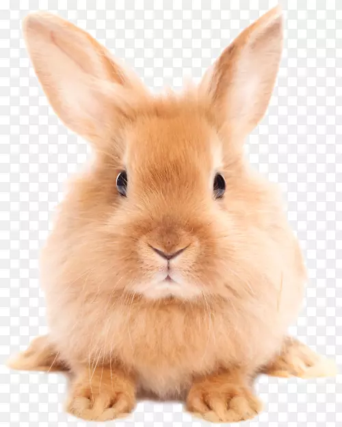 狗猫兔宠物词典-复活节兔子PNG HD