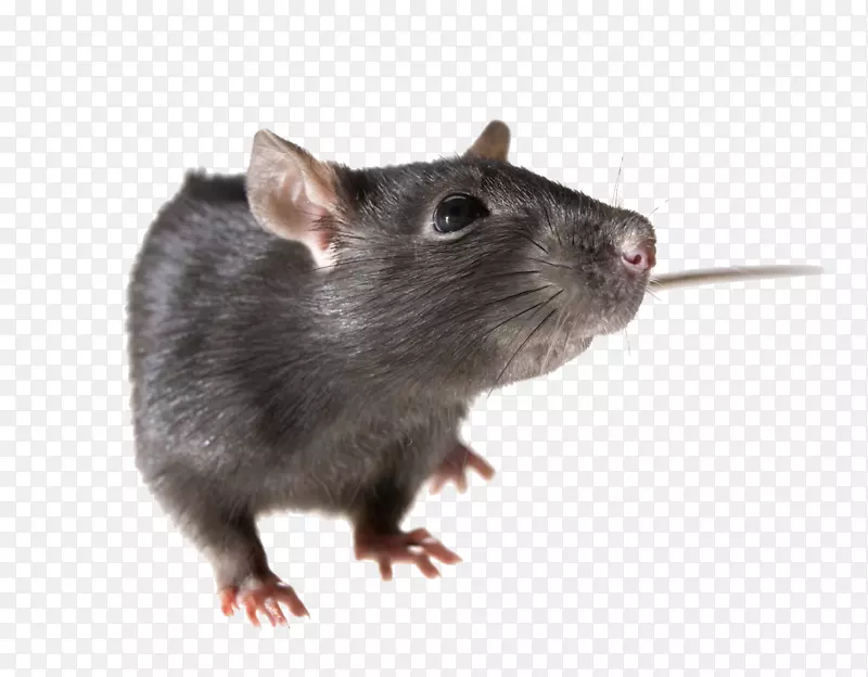 棕色大鼠黑鼠-大鼠PNG PIC